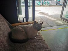 -联萌宠物医院(猫病专科)