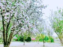 -莲花池公园