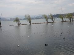 -洱海月湿地公园