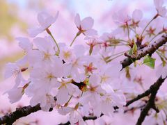-苏州上方山国家森林公园