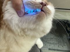 -momokira米努特·德文卷毛猫·棉花面纱犬