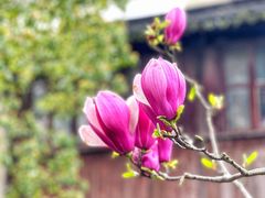 -锦溪古镇