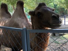 -长白岛森林公园