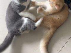 -lincat·猫舍(广州店)