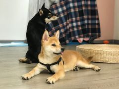 -浣熊柯尔鸭土拨鼠·电玩咖