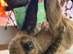 -正佳雨林生态植物园
