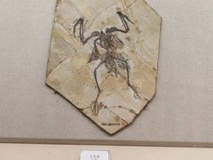 -辽宁古生物博物馆