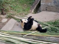 -都江堰中华大熊猫苑