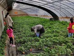 -大自然农场蔬菜草莓采摘园