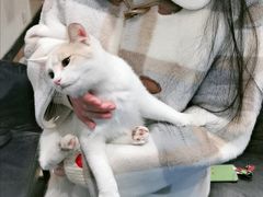 -猫色咖啡·猫咖