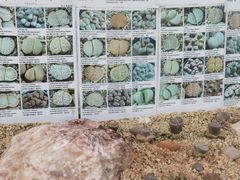 -华南国家植物园-售票处