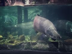 -暹罗海洋世界