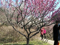 -无锡梅园公园