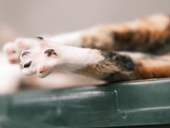 -Again Coffee Roaster(香蜜湖店)