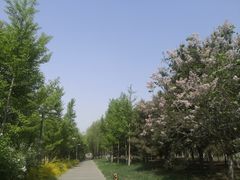 -大兴滨河森林公园