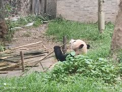 -都江堰中华大熊猫苑
