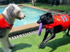 -汪说喵讲宠物乐园宠物酒店(红星美凯龙店)