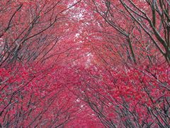 -合肥滨湖国家森林公园