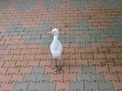 -吉隆坡雀鸟公园