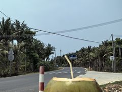-东郊椰林