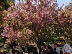 -石家庄市植物园