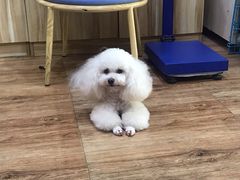 -挚爱宠物(长江南路店)