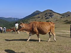 -大姆山草场