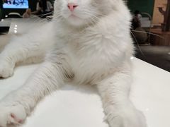 -飞行喵MR PILOT|猫舍·猫咖(静安大融城店)