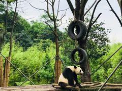 -都江堰中华大熊猫苑