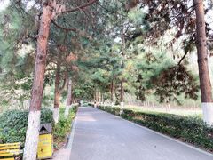 -合肥滨湖国家森林公园