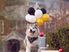 -超宠爱宠物摄影-Super pet
