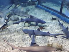 -福州罗源湾海洋世界旅游区