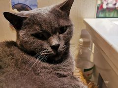 -猫小院猫主题咖啡厅(北锣店)