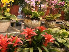-双季花艺园艺市场(浦东店)