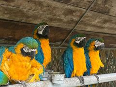 -西霞口神雕山野生动物世界