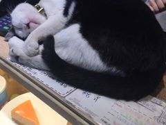 -猫的天空之城概念书店(杭州南宋御街店)