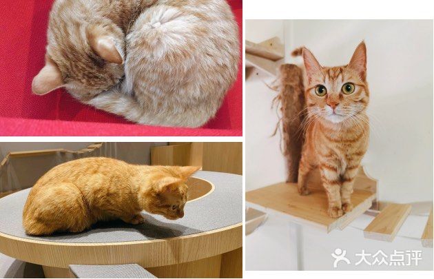 萌宠介绍#明星猫 姓名：嫩嫩  品种：中华田园猫/橘
