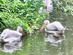 -深圳野生动物园