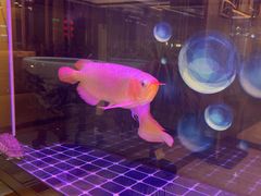 -民族饭荘(新华大街店)