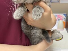 -瑞鹏宠物医院·爱宠堂·骨外专科(西荷分院)