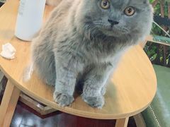 -李小姐の猫咖啡馆(五角场店)