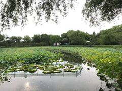 -西溪国家湿地公园