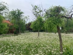 -杨柳青庄园