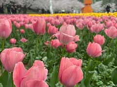 -苏州上方山国家森林公园