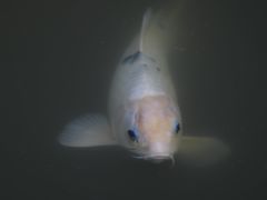 -蒋家槟豆面皮(友爱路店)