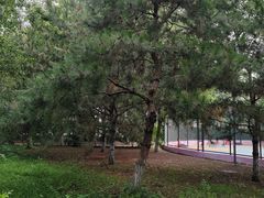 -大兴滨河森林公园