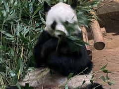 -深圳野生动物园