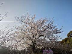 -高东镇樱花园