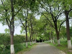 -上海海湾国家森林公园