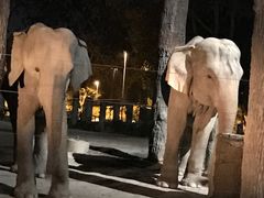 -清迈夜间动物园